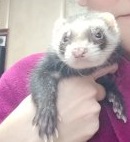 Ferret picture